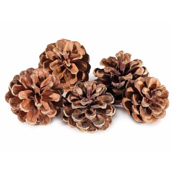 Pigne Naturali Decorative da 4,5cm circa - Botanica